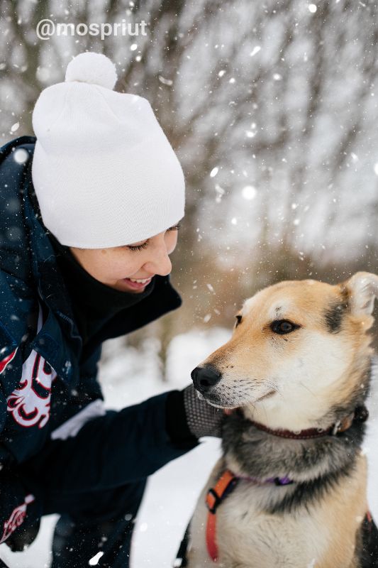 СОБАКА ТИМОША  из приюта Щербинка для бездомных животных, Москва и Московская область | mospriut