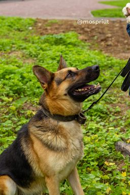 собака Рамзес из приюта ищет дом