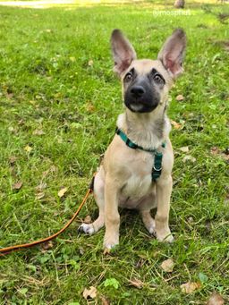 собака Шелби из приюта ищет дом