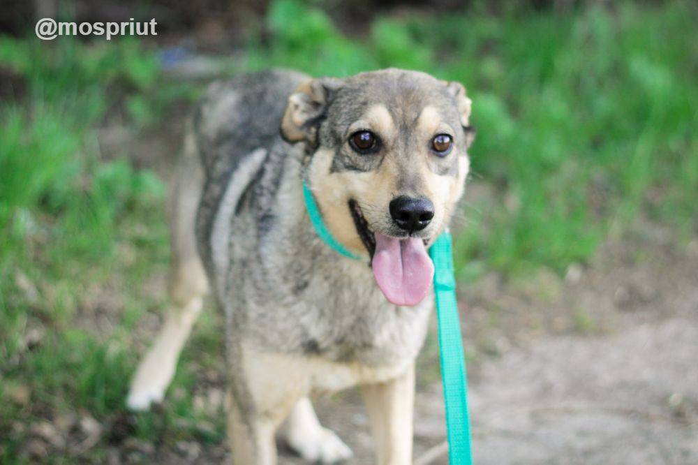 собака Джастин выпускник приюта для бездомных животных