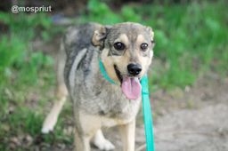 собака Джастин из приюта ищет дом