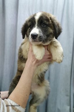 собака Мару из приюта ищет дом