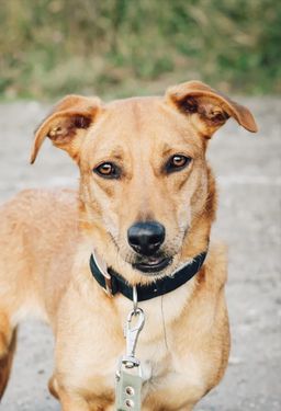 собака Варя из приюта ищет дом