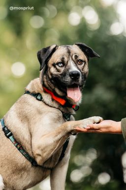 собака Джек из приюта ищет дом