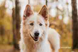 Приют для бездомных животных в Москве и Московской области | Взять собаку или кошку из приюта - mospriut