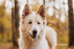 собака Черешня из приюта ищет дом