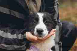 Приют для бездомных животных в Москве и Московской области | Взять собаку или кошку из приюта - mospriut