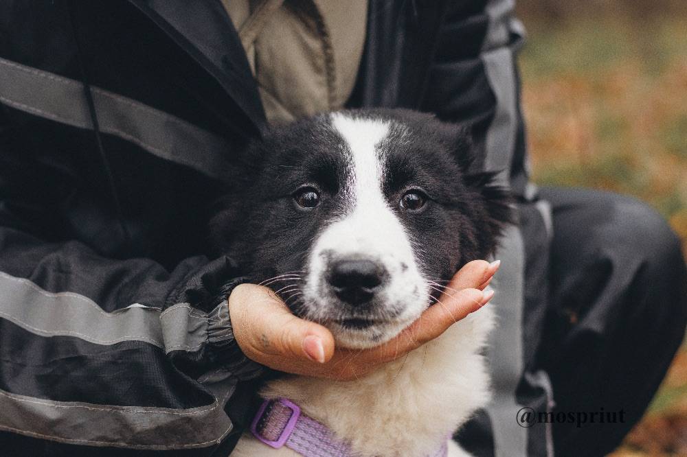 собака Бомсу выпускник приюта для бездомных животных