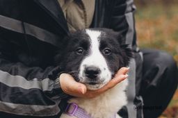 собака Бомсу из приюта ищет дом