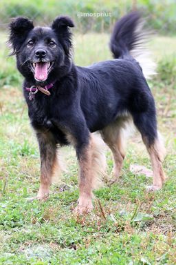 собака Синди из приюта ищет дом