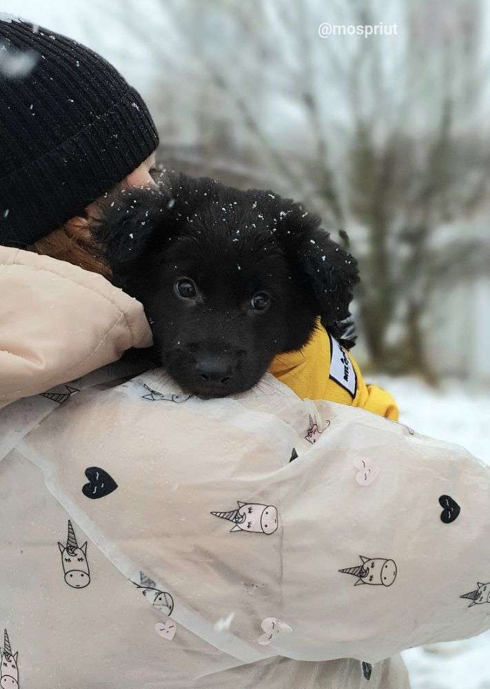 СОБАКА БАЛУ из приюта Щербинка для бездомных животных, Москва и Московская область | mospriut