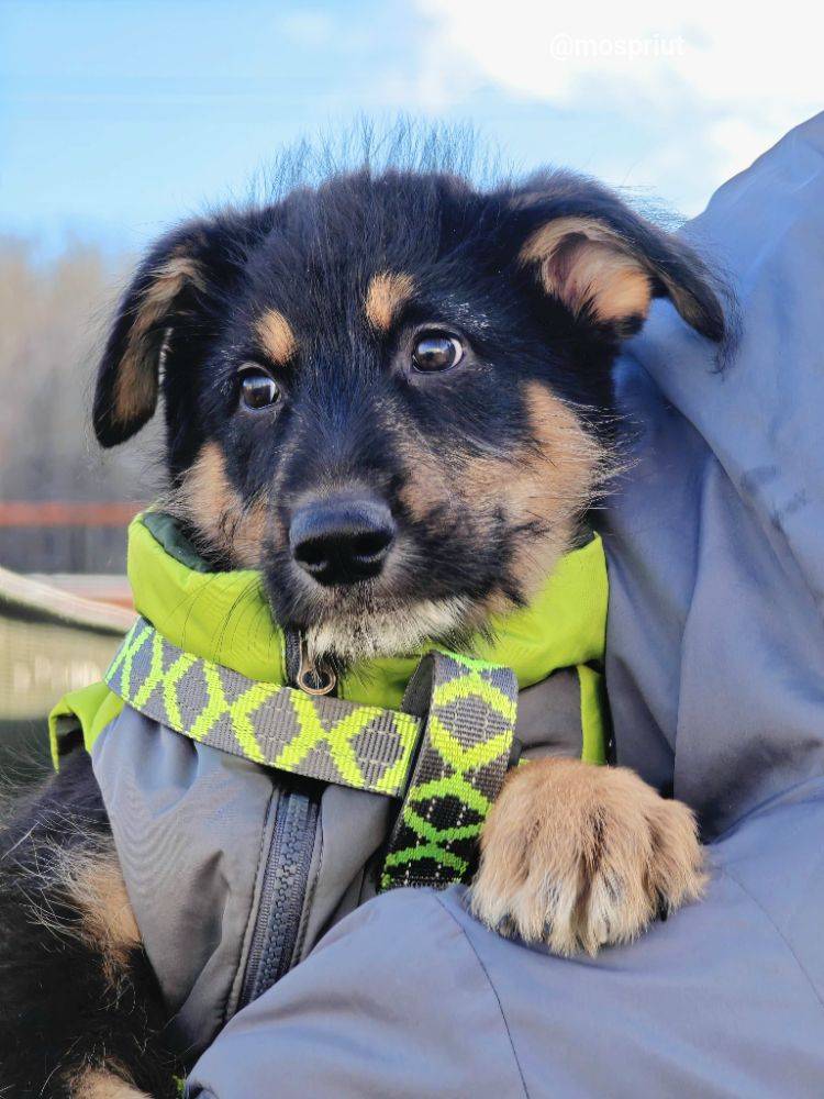 собака Пират выпускник из приюта «Щербинка» для бездомных животных (собаки), Москва и Московская область