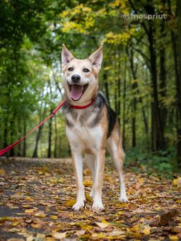 собака Сиена из приюта ищет дом