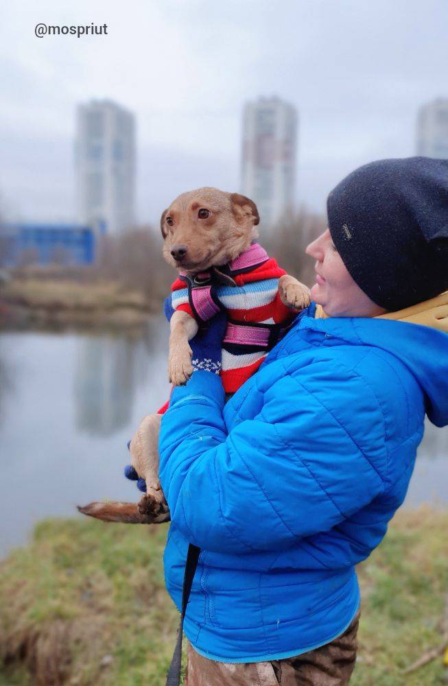 собака Мая выпускница из приюта  для бездомных животных (собаки и кошки), Москва и Московская область