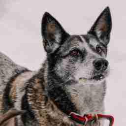 Приют для бездомных животных в Москве и Московской области | Взять собаку или кошку из приюта - mospriut