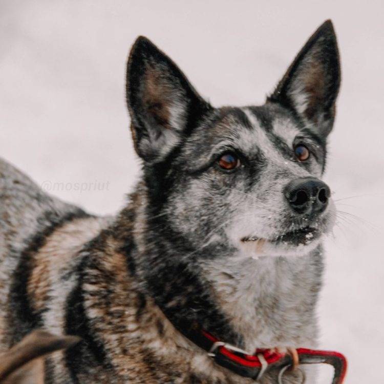 собака Лайза выпускница из приюта «Щербинка» для бездомных животных (собаки), Москва и Московская область