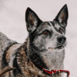 собака Лайза из приюта ищет дом