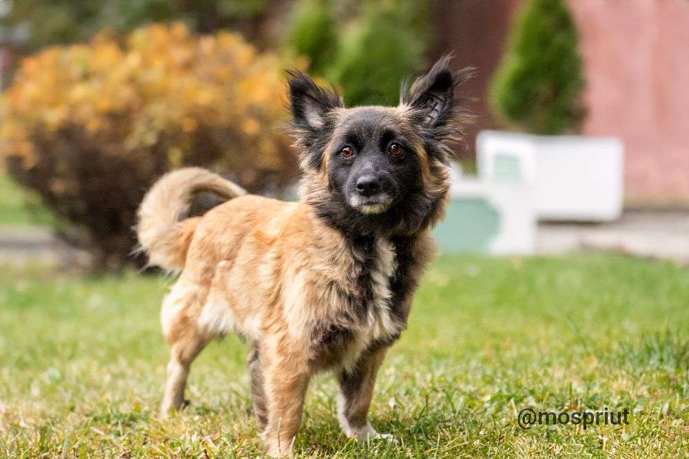 СОБАКА ДИНА  из приюта Щербинка для бездомных животных, Москва и Московская область | mospriut