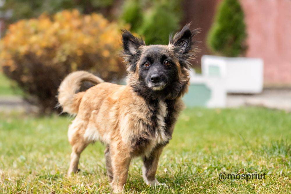 собака Дина выпускник приюта для бездомных животных