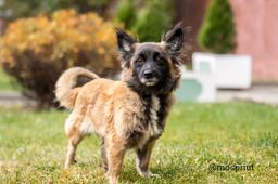 собака Дина из приюта ищет дом