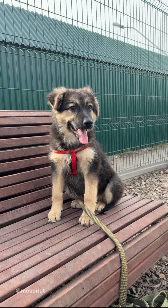 собака Мила выпускница из приюта «Щербинка» для бездомных животных (собаки), Москва и Московская область