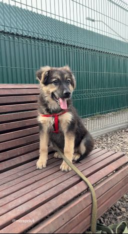 собака Мила из приюта ищет дом