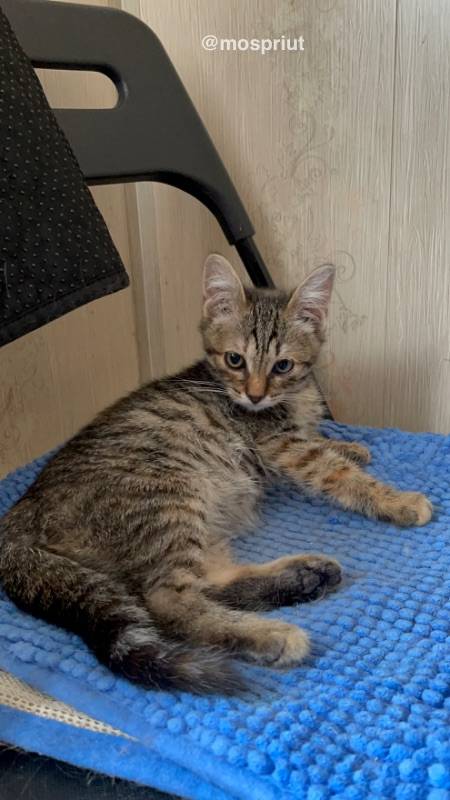 кошка Мура выпускница из приюта  для бездомных животных (собаки и кошки), Москва и Московская область
