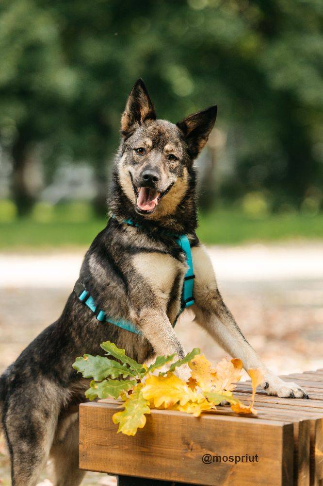 собака Буба выпускник из приюта «Дубовая Роща» для бездомных животных (собаки), Москва и Московская область
