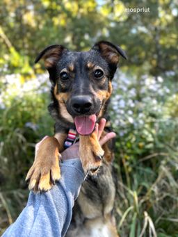 собака Элис из приюта ищет дом