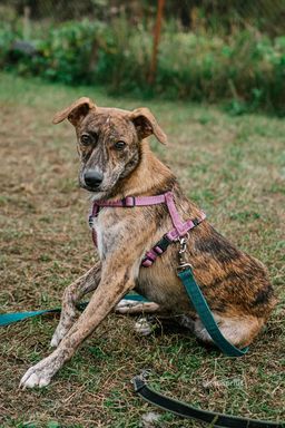 собака Тигра из приюта ищет дом