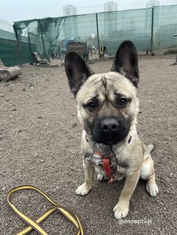 собака Ромка из приюта ищет дом