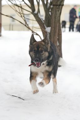 собака Николь из приюта ищет дом