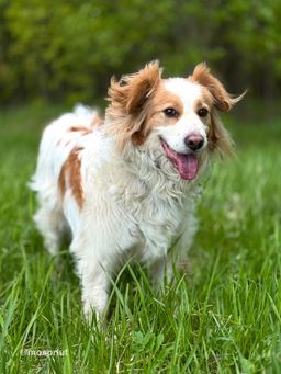 собака Лео из приюта ищет дом