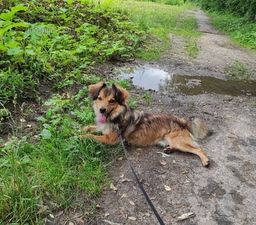 собака Барри из приюта ищет дом