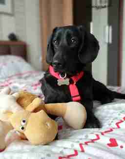 Приют для бездомных животных в Москве и Московской области | Взять собаку или кошку из приюта - mospriut