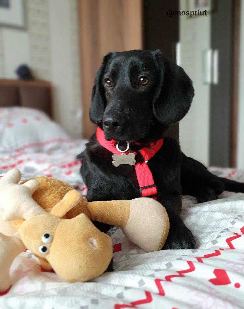 собака Маттео выпускник из приюта «Щербинка» для бездомных животных (собаки), Москва и Московская область