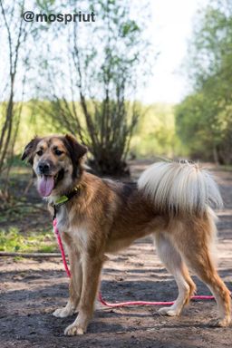 собака Эви из приюта ищет дом