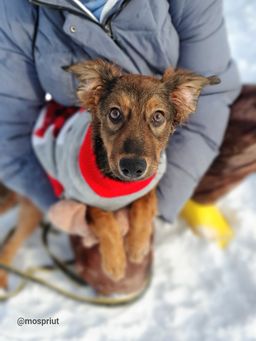 собака Люся из приюта ищет дом