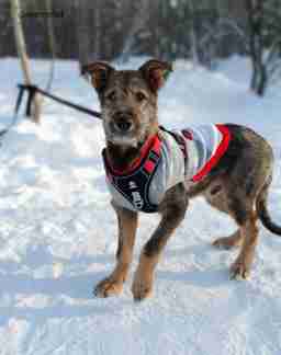 Приют для бездомных животных в Москве и Московской области | Взять собаку или кошку из приюта - mospriut