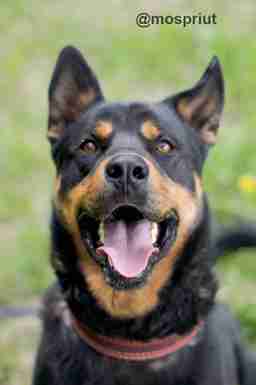 Приют для бездомных животных в Москве и Московской области | Взять собаку или кошку из приюта - mospriut