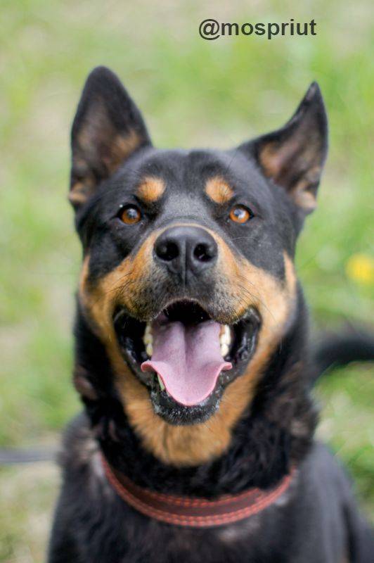 собака Цезарь выпускник приюта для бездомных животных