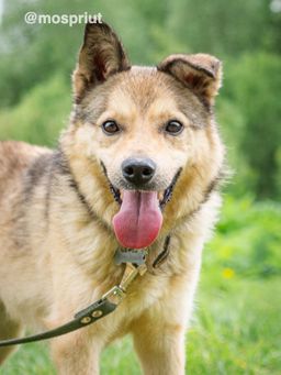 собака Добби из приюта ищет дом