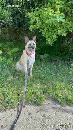 Приют для бездомных животных в Москве и Московской области | Взять собаку или кошку из приюта - mospriut