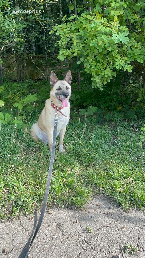 СОБАКА НИК  из приюта Щербинка для бездомных животных, Москва и Московская область | mospriut