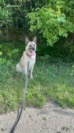 собака Ник из приюта ищет дом