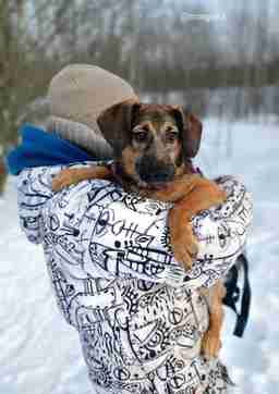 Приют для бездомных животных в Москве и Московской области | Взять собаку или кошку из приюта - mospriut