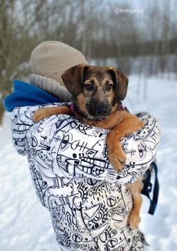собака Дуся из приюта ищет дом