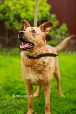 собака Рич из приюта ищет дом