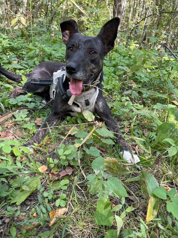 СОБАКА ЛУША  из приюта Щербинка для бездомных животных, Москва и Московская область | mospriut