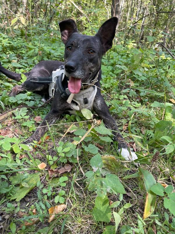 собака Луша выпускник приюта для бездомных животных